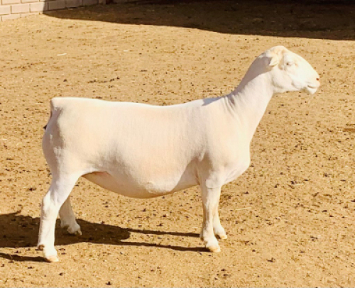 LOT 219 1 X WIT DORPER OOI/EWE KOWIE DE WITT WIT DORPERS T5