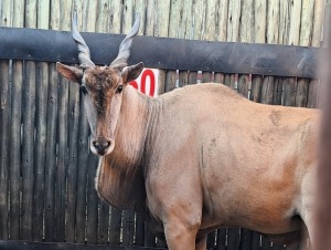 1 X ELAND M:1 WITKOP IQ 475