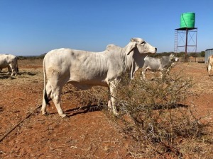 1X Grey Brahman Heifer BGT 20 25 Toteng