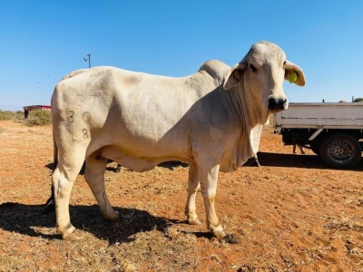 1X Grey Brahman Cow BGT 18 30 Toteng