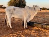 1X Grey Brahman Cow BGT 18 25 Toteng