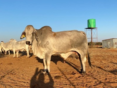 1X Grey Brahman Bull BGT 20 20 Toteng