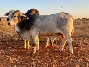 1X Grey Brahman Bull BGT 19 31 Toteng