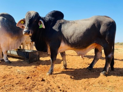 1X Grey Brahman Bull BGT 19 24 Toteng