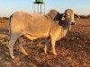 1X Grey Brahman Cow BGT 18 10 Toteng