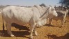 1X Grey Brahman Cow MONTY CHIEPE EMBRYO Toteng