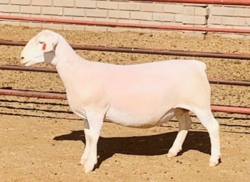 LOT 220 1 X WIT DORPER OOI/EWE KOWIE DE WITT WIT DORPERS T5