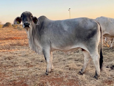 1X Grey Brahman Cow BGT 17 17 Toteng