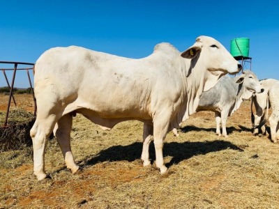 1X Grey Brahman Cow BGT 18 23 Toteng