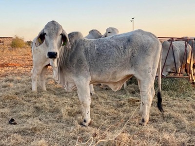 1X Grey Brahman Heifer BGT 20 21 Toteng