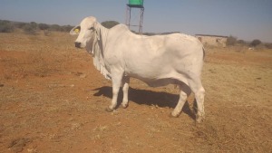 1X Grey Brahman Cow BGT 13-5 Toteng