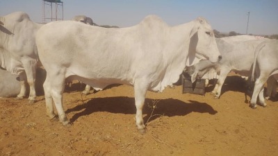 1X Grey Brahman Cow BGT 16 302 Toteng