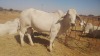 1X Grey Brahman Heifer BGT 19 05 Toteng