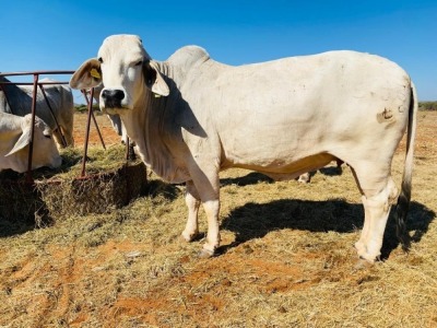 1X Grey Brahman Cow BGT GBS 15 17 Toteng