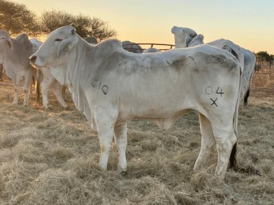 1X Grey Brahman Heifer BGT 20 33 Toteng