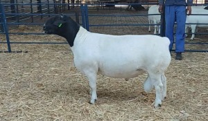 1X DORPER RAM NOOITGEDACHT DORPERSTOET - STOET/STUD