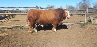 WITHDRAWN - 1X Simmentaler Bull PJO 16 Toteng