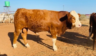 1X Simmentaler Bull Toteng