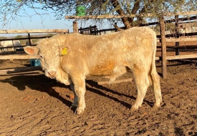 1X Charolais Bull THEBE SETLALEKGOSI Toteng