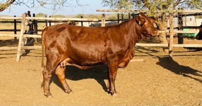 1X Santa Gertrude Heifer Toteng