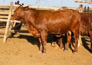 1X Santa Gertrude Heifer Toteng