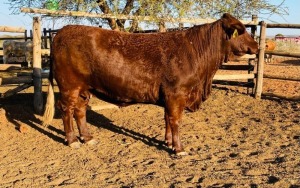 1X Santa Gertrude Heifer Toteng