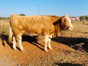 1X Simmentaler Cow Toteng