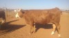 1X Simmentaler Cow Toteng