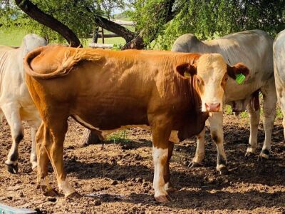 1X Simmentaler Bull Toteng