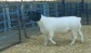 1X DORPER RAM NOOITGEDACHT DORPERSTOET - 2
