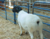 1X DORPER RAM NOOITGEDACHT DORPERSTOET - T5