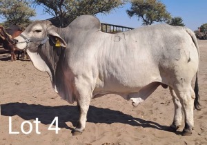 LOT 4 1X Grey Brahman Bull Mahata Stud LJV