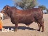 LOT 5 1X Droughtmaster Bull Mahata Stud LJV