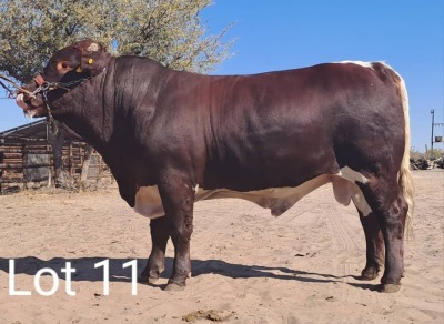 LOT 11 1X Pinzgauer Bull Mahata Stud LJV