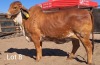 LOT 8 1X Red Brahman Cow Mahata Stud LJV