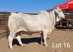 LOT 16 1X Grey Brahman Cow Mahata Stud LJV