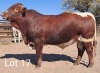 LOT 17 1X Pinzgauer Bull Mahata Stud LJV