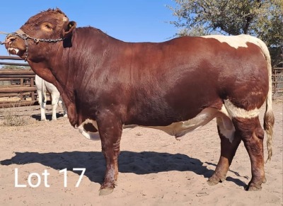 LOT 17 1X Pinzgauer Bull Mahata Stud LJV