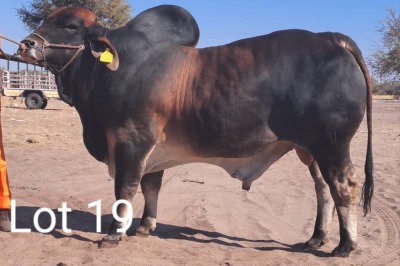 LOT 19 1X Red Brahman Bull Mahata Stud LJV