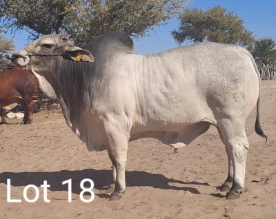 LOT 18 1X Grey Brahman Bull Mahata Stud LJV