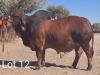 LOT 12 1X Red Brahman Bull Mahata Stud LJV