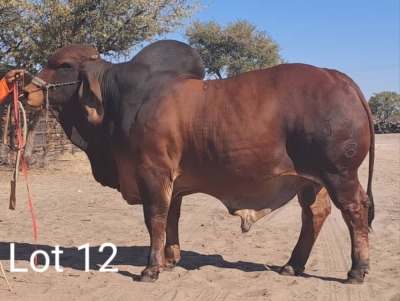 LOT 12 1X Red Brahman Bull Mahata Stud LJV