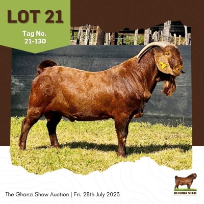 LOT 21 1X Kalahari Red Buck Bushra Stud