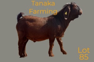 LOT 85 1X Kalahari Red Buck Tanaka Farming