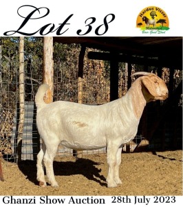 LOT 38 WITDRAWN - 1X Boer Goat Doe Hardus Visser