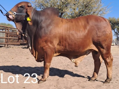 LOT 23 1X Red Brahman Bull Mahata Stud LJV