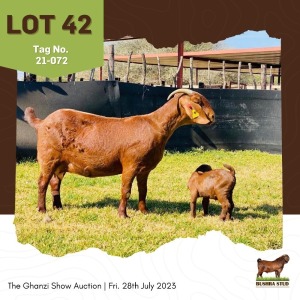 LOT 42 1+1X Kalahari Red Doe + Kid Bushra Stud