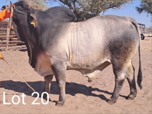 LOT 20 1X Grey Brahman Bull Mahata Stud LJV