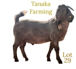 LOT 29 1X Kalahari Red Buck Tanaka Farming