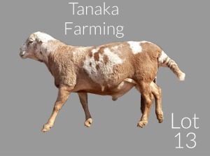 LOT 13 1X Meatmaster Ram Tanaka Farming